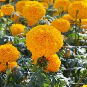 Garuda Yellow