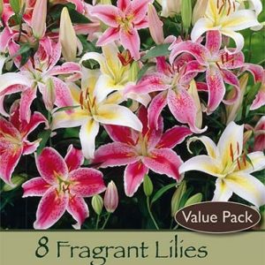 Fragrant Blend