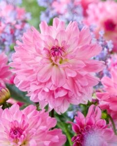 Garden Sensation