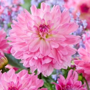 Garden Sensation