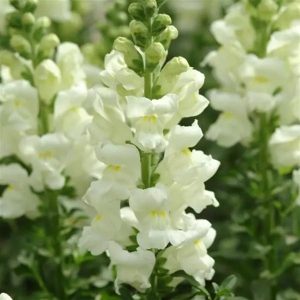 Potomac Ivory White