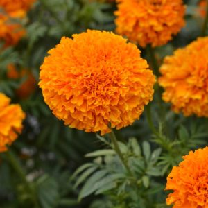 Chedi Orange