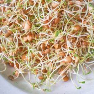Sprouting Seed . Red Lentils