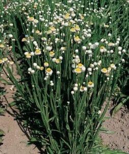 Winged Everlasting