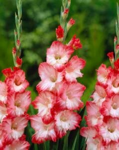 Pink Lady