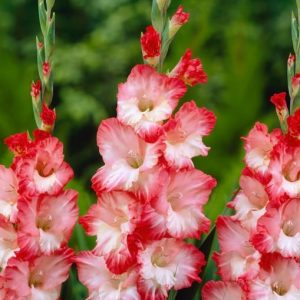 Pink Lady