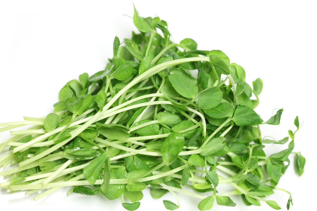 Sprouting Seed . Green Pea 1 Sprouting Seed . Green Pea