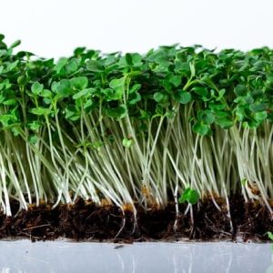 Microgreen . Arugula