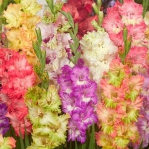 Parrot Mixture