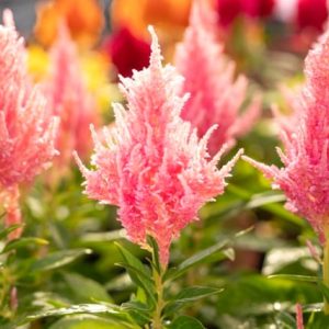 Flamma Pink