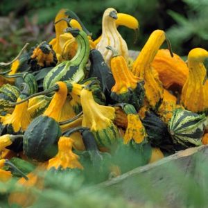 Harvest Wings