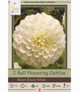 Boom Boom White