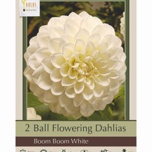 Boom Boom White