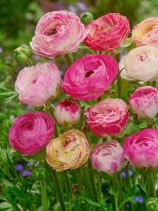 Peony Pink