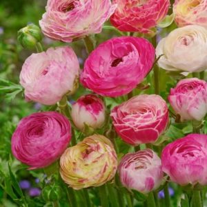 Peony Pink