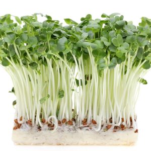 Sprouting Seed . Radish