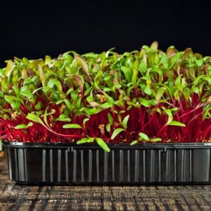 Microgreen . Red Beet