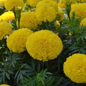 Guardian Yellow