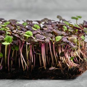 Microgreen . Rainbow Radish Mix