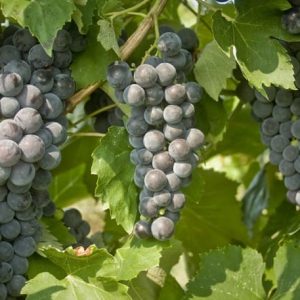 Everest Seedless