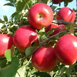 Crimson Crisp