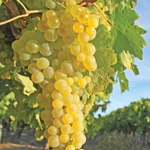 Himrod Seedless