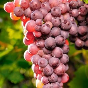 Reliance Seedless