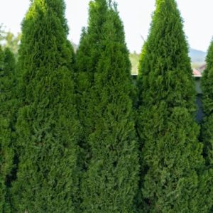 Green Giant