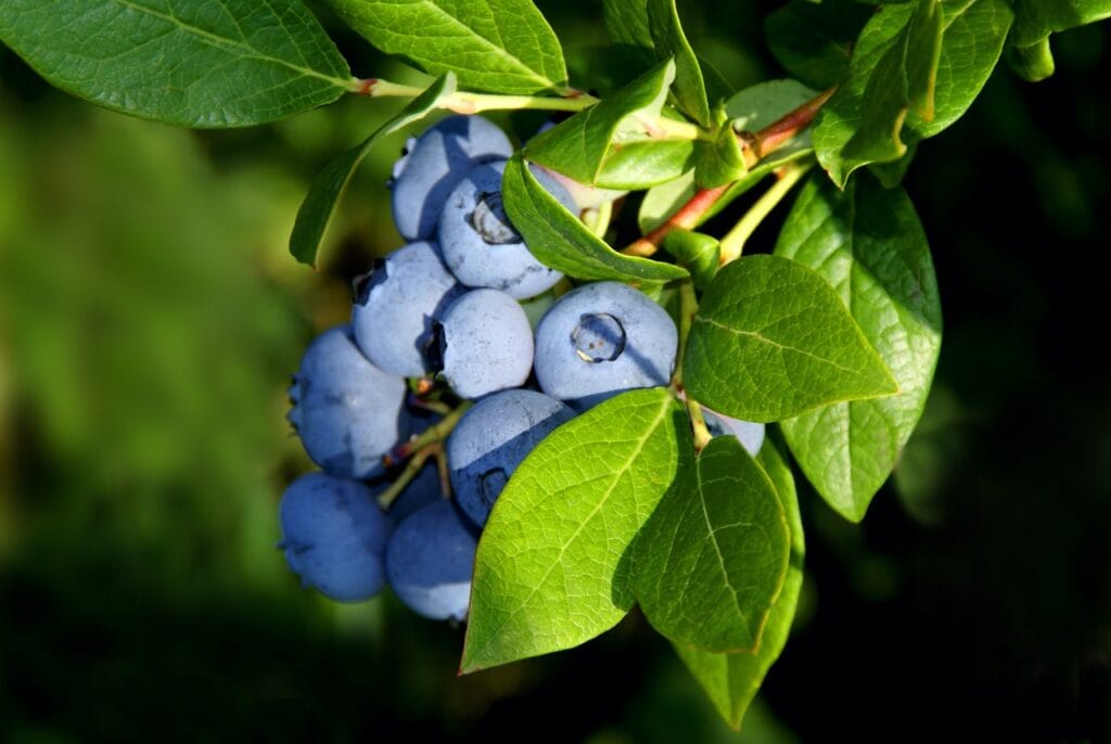 Earliblue 1 Earliblue