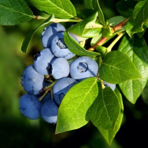 Earliblue
