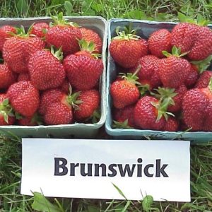 Brunswick
