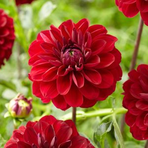 Red Queen