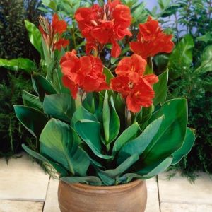 Red Beauty