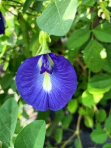 Blue Butterfly