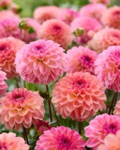 Coral Crush Mix