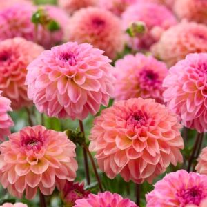 Coral Crush Mix