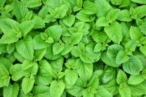 Citronella Balm