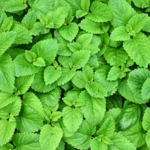 Citronella Balm