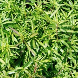 Tarragon (Mexican)