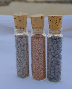 Glass Seed Vial