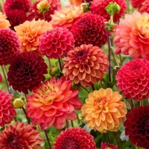 Indian Summer Blend