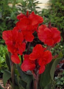 Red Dazzler