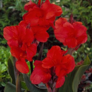 Red Dazzler