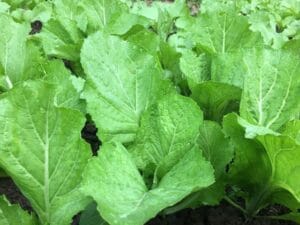 Florida Broadleaf