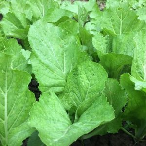 Florida Broadleaf