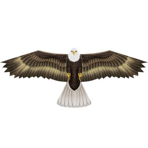 Kite . Birds Of Prey