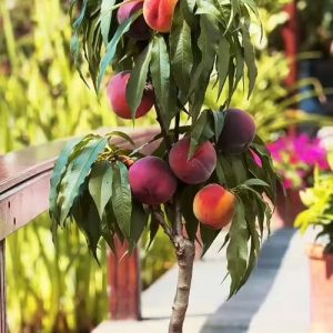 Patio Peach . Bonanza