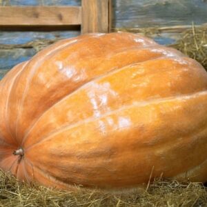Atlantic Giant