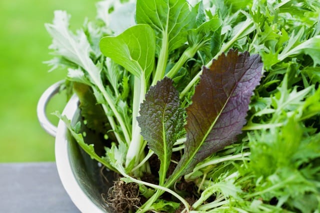 All Greens Mix 2 All Greens Mix - Image 2