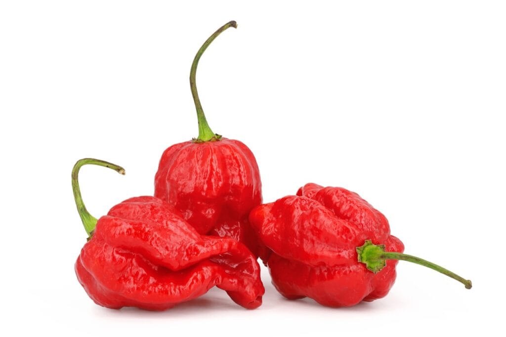 Ghost (Bhut Julokia) 2 Ghost (Bhut Julokia) - Image 2